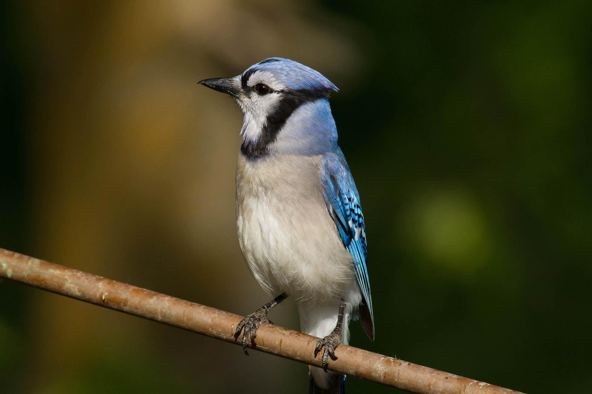 Blue jay